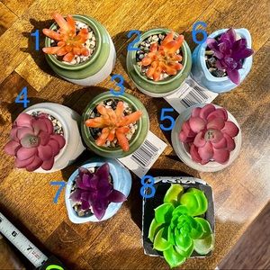 (2)Succulents in pots, you choose 2 for $10